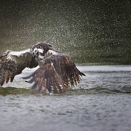 Splash by Phillip Chang