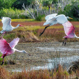 Spoonbills, Ibis And Egrets In Flight by Lisa Engelbrecht