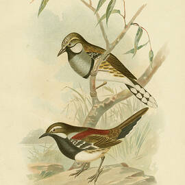 Spotted Ground-thrush, 1891 by Gracius Broinowski