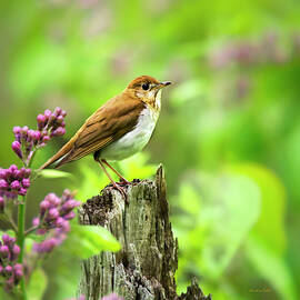 Spring Bird Veery Square by Christina Rollo
