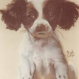 Springer Spaniel Puppy by Barbara Keith
