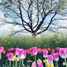 Springing Up by Osamu Nishimura