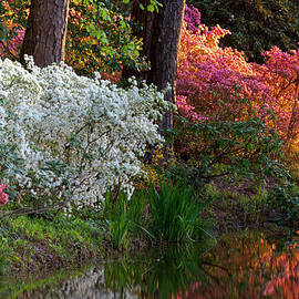 Springtime And Colorful Bloom Of The by Darrell Gulin