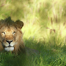 Staring Lion In Field Of Grass With by Jimkruger