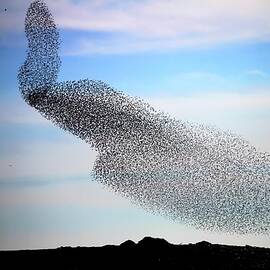 Starling Murmuration by Science Photo Library