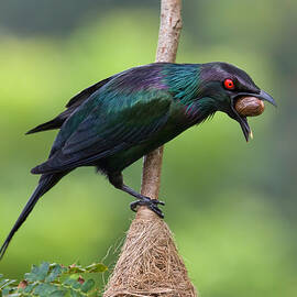 Starling With Seed by Jacqueline Hammer