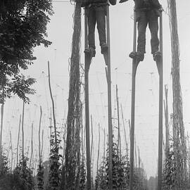 Stilt Walkers by Fox Photos