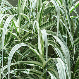 Stripy Biophilic Elegance - Sophisticated Grass Ribbons in Mint Greens and Ivory Whites by Georgia Mizuleva