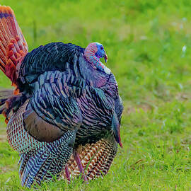 Strutting Proud