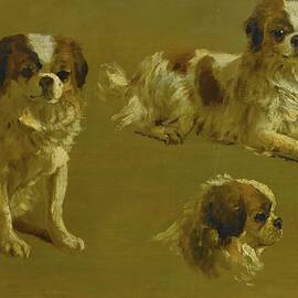 Study Of A King Charles Spaniel by Circle Of Maud Earl