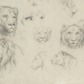 Study Of Lions And Lionesses