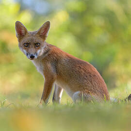 Summer Fox by Alessandro Rossini