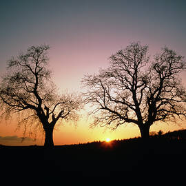 Sun Setting Between Two Oak Trees by Science Photo Library