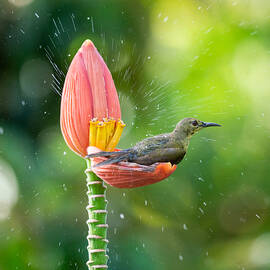 Sunbird Bathing On Banana Flower by Tran Van Truong