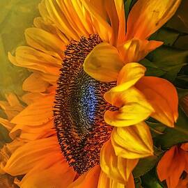 Sunflower Haze by Christina Ford