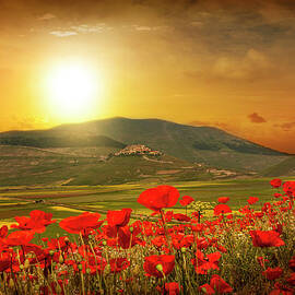 Sunrise Over Poppies Field by Buena Vista Images