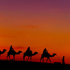 Sunset Silhouette Of Camels,  Merzouga by Ran Dembo