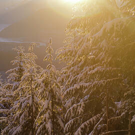 Sunset View Of Snowy Trees In Squamish Valley From Top Of Red Heather by Cavan Images