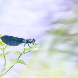 Surf A Leaf by Benjamine Hullot Scalvenzi