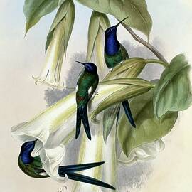 Swallow-tail Hermit Eupetomena Hirundinacea 1861 by John Gould