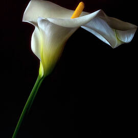 Calla Lily - A Tall beauty by Alinna Lee