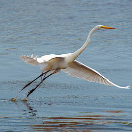 Tangier Great White by Deborah L McFarlin