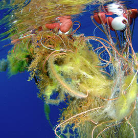 Tangled Fishing Net Floating As Litter In by Sergio Hanquet / Naturepl.com