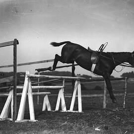 Tearaway Horse by W. G. Phillips
