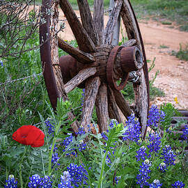 Texas Still Life  by Harriet Feagin Photography