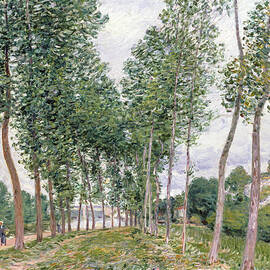 The Avenue Of Poplars Along The Banks Of The Loing, 1892