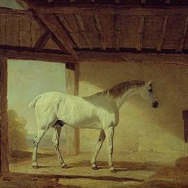 The Earl Of Coventrys Horse