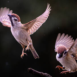 The Going Sparrow And The Coming Sparrow by Takiko Hirai