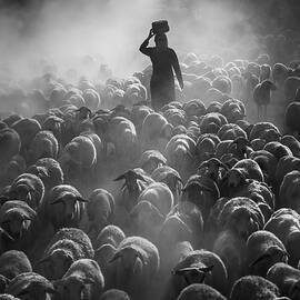 The Sheep Return by Nguyen Tan Tuan
