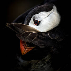 The Shy Puffin by Csaba Tokolyi
