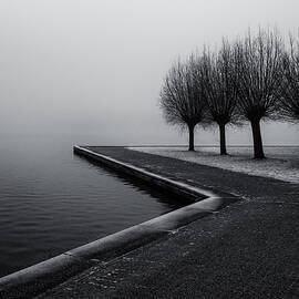 The Trees by Gerard Jonkman