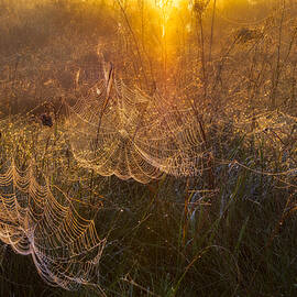 The Web Of Spreads by Slawomir Kowalczyk