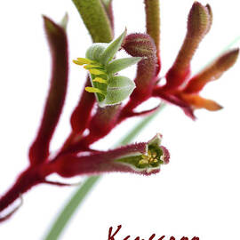 The Western Australian Red and Green Kangaroo Flower by Milleflore Images