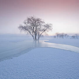The Winter by Bingo Z