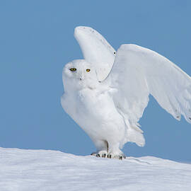 The Winter Phantom by Mircea Costina