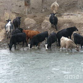 Cattle Ranch Thirsty Cows by Joseph Baril