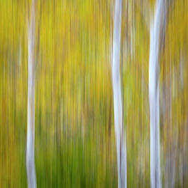 Three Aspens in Autumn Abstract by Adam Romanowicz