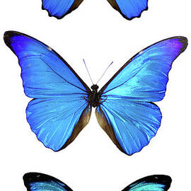 Three Morpho Butterflies by Imv