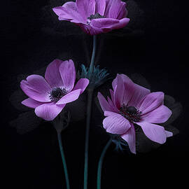 Three Pretty Flowers by Lydia Jacobs