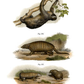 Three-toed Sloth, 1860 by German School