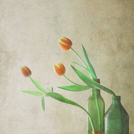 Three Tulips by Delphine Devos