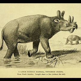 Tinoceras Ingens by Joseph Smit