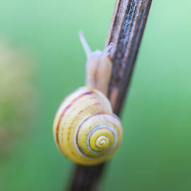 Tiny Snail with a yellow shell by Anita Nicholson
