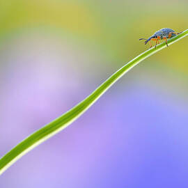 Toboggan Diagonally... by Thierry Dufour