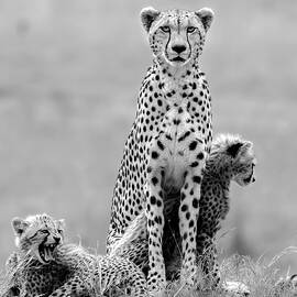Cheetah Cub With Mom by Jie Fischer
