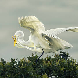 Top Tango by Qing Zhao